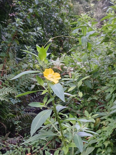 Ludwigia peruviana, photograph 4