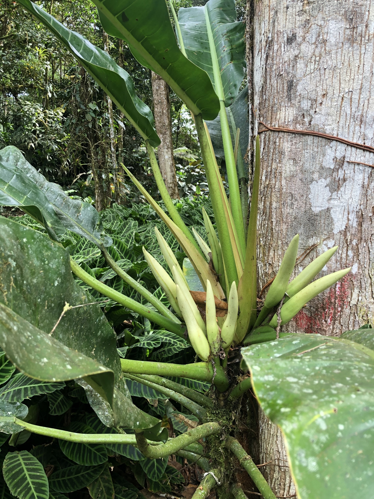 Philodendron auriculatum  iNaturalist