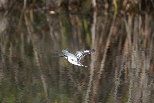 Pied Kingfisher