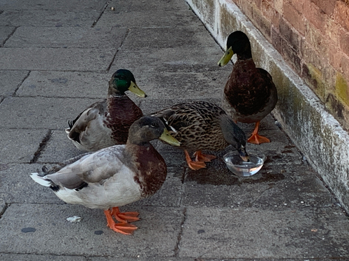 Mallard