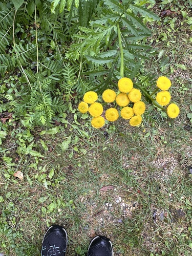 tansy