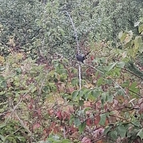 Gray Catbird