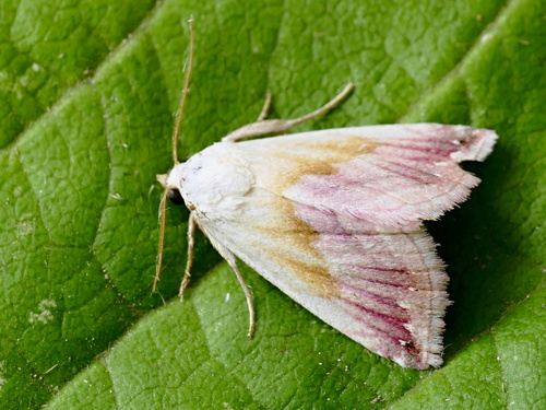 Beautiful marbled
