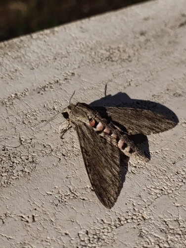 Convolvulus Hawkmoth