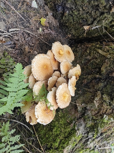 shaggy scalycap