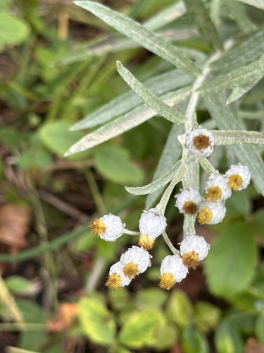 pearly everlasting