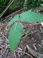 Toxicodendron radicans
