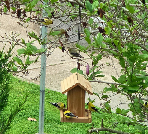 American Goldfinch