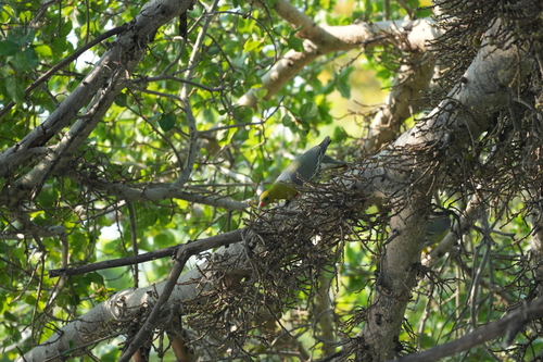 African Green-Pigeon