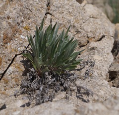 Convolvulus lineatus