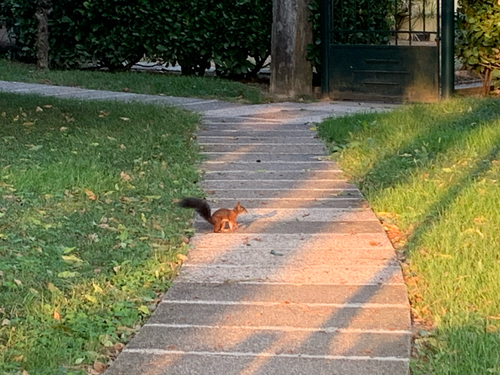 Eurasian Red Squirrel