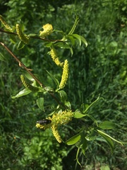 Salix triandra