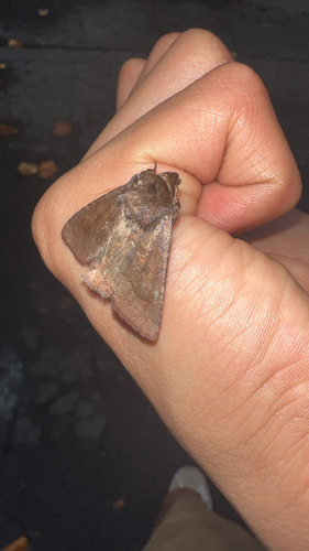 Bronzed Cutworm Moth
