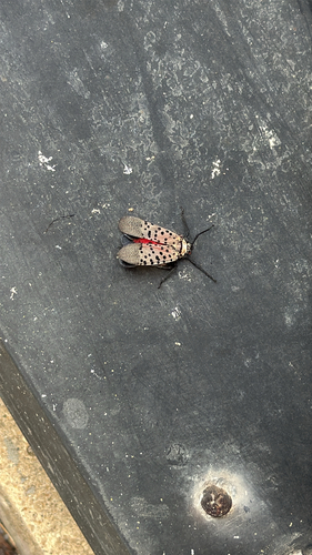 Spotted Lanternfly