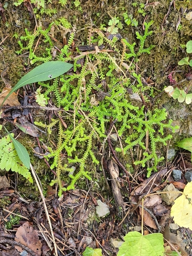 Selaginella helvetica, 2026-09-17