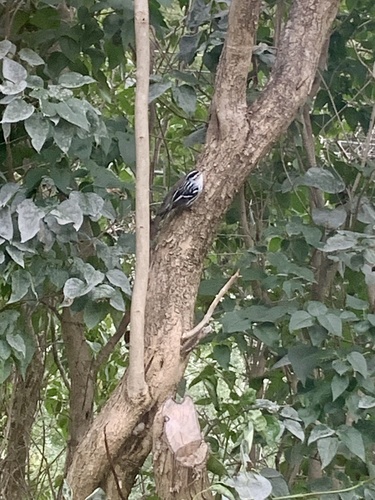 Black-and-white Warbler