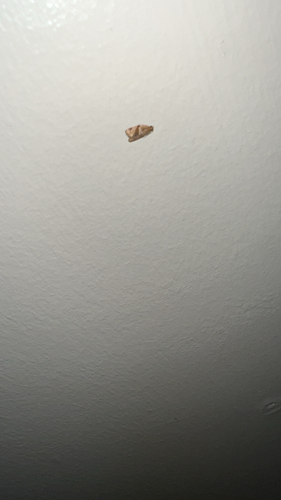 Garden Tortrix