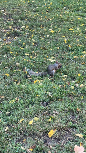 Eastern Gray Squirrel
