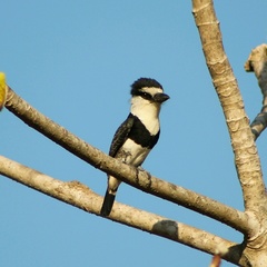 Notharchus hyperrhynchus