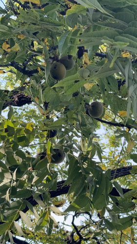 eastern black walnut