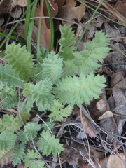 Tanacetum poteriifolium