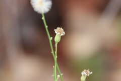 Chloracantha spinosa, photograph (c) Millie Basden, some rights reserved (CC BY)