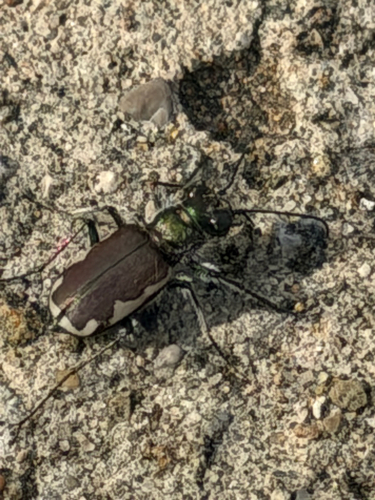 Festive Tiger Beetle