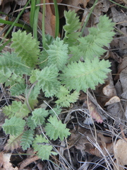 Tanacetum poteriifolium