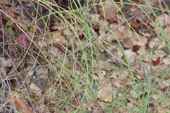 Chloracantha spinosa, photograph (c) Millie Basden, some rights reserved (CC BY)