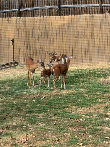 White-tailed Deer