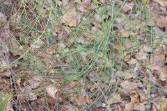 Chloracantha spinosa, photograph (c) Millie Basden, some rights reserved (CC BY)