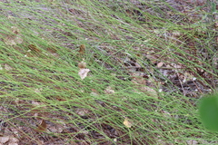Chloracantha spinosa, photograph (c) Millie Basden, some rights reserved (CC BY)
