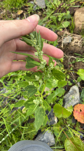 Common Lambsquarters
