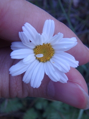 Tanacetum poteriifolium