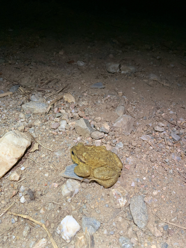Spiny Toad
