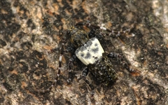 Pogonocherus hispidulus