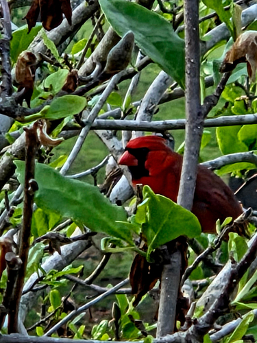 Northern Cardinal