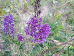 Medicago sativa