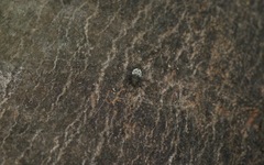 Pogonocherus hispidulus