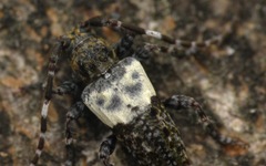 Pogonocherus hispidulus