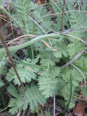 Tanacetum poteriifolium