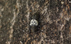 Pogonocherus hispidulus
