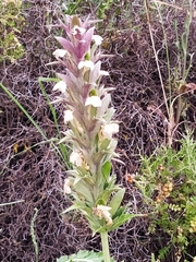 Acanthus syriacus