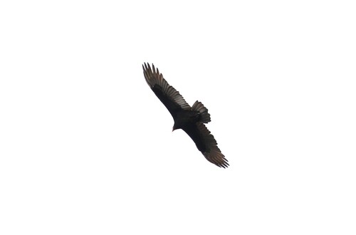 Turkey Vulture
