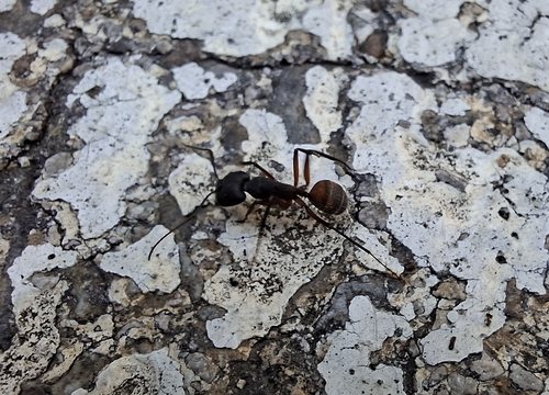 Blood-spotted Sugar Ant