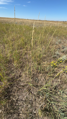 Sand Reedgrass