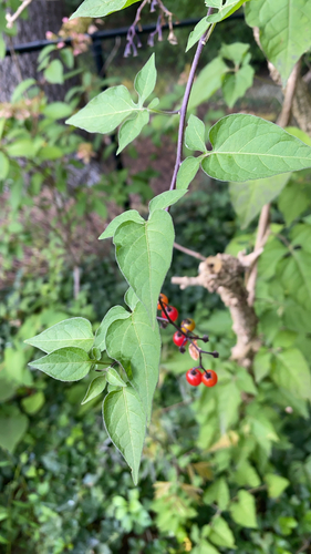 bittersweet nightshade