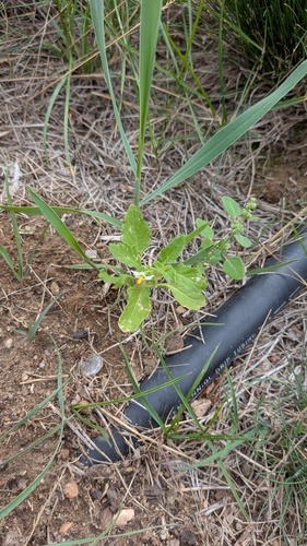 Solanum nitidibaccatum, photograph 1