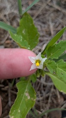 (c) antimatterbee, some rights reserved (CC BY) Solanum nitidibaccatum, photograph (c) antimatterbee, some rights reserved (CC BY)