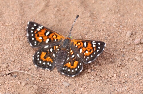 Behr's Metalmark